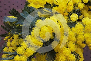 mimosa during the celebration, but have you ever thought why this flower was chosen and why it was chosen that date?