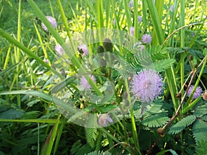 Mimosa diplotricha