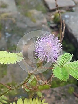 Mimosa flower.