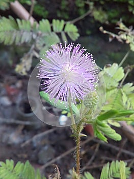 Mimosa flower.