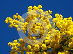 Mimosa flowers