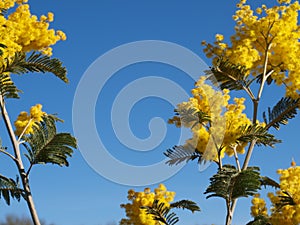 Mimosa flowers and amazing blue sky