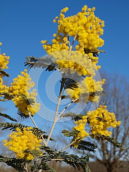 Mimosa flowers and amazing blue sky