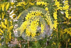 Fiori marzo da da donna 