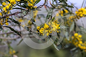 Mimosa flowers and branches Acacia pycnantha growing in a park