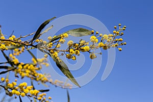 Mimosa flowers and branches Acacia pycnantha growing in a park