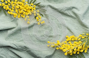 Mimosa flowers on green textile background