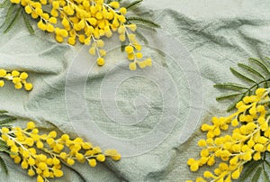 Mimosa flowers on green textile background