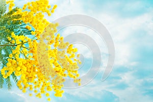 Mimosa flowers with leaves on sky background