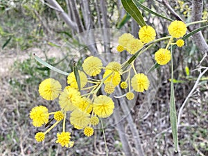 Mimosa flowers on the way to Praia do Barril beach in the Ria Formosa natural park in Luz de Tavira photo