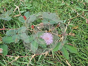 Mimosa is a genus of about 590 species of herbs and shrubs, in the mimosoid clade of the legume family Fabaceae