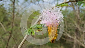 Mimosa Hostilis Flower in Bao Bolong Wetland Reserve