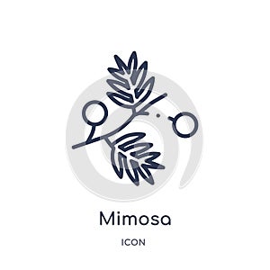 Mimosa icon from nature outline collection. Thin line mimosa icon isolated on white background