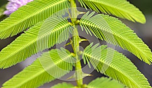 Mimosa Invisa, giant sensitive plant, green leaves and the thorn. Shallow focus