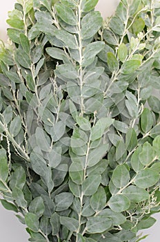 Mimosa leaves close up