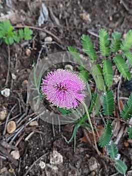 Mimosa nuttallii, Nuttall\'s sensitive-briar photo