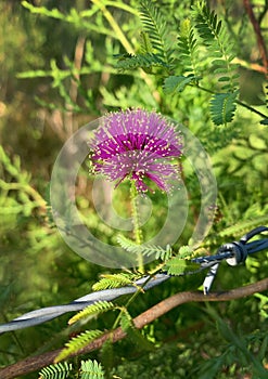 Mimosa nuttallii, or sensitive briar photo