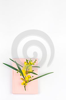 Mimosa and pink notepad on white background