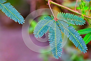 Mimosa plant