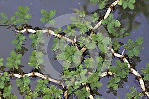 Mimosa Plant Abstract Over Water