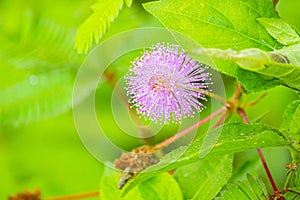 mimosa plant, sensitive plant or putri malu or sleepy plant Mimosa pudica on park flower of sensitive plan.
