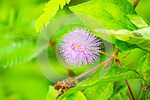 Mimosa plant, sensitive plant or putri malu or sleepy plant Mimosa pudica on park flower of sensitive plan.