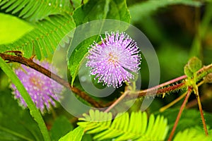 mimosa plant, sensitive plant or putri malu or sleepy plant Mimosa pudica on park flower of sensitive plan.
