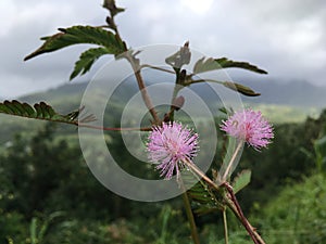 Mimosa Plant Vine Blossoming with Pink Flowers on Top of Hill Overlooking Hanalei Valley during Rain on Kauai Island, Hawaii.