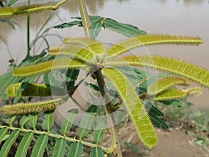 The Mimosa Pod on the river bank with river water background. Mimosa pudica (pudica \