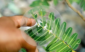 Mimosa pudica