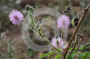 Mimosa pudica