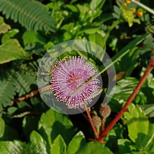Mimosa pudica