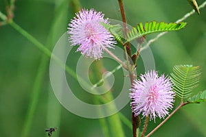 Mimosa pudica