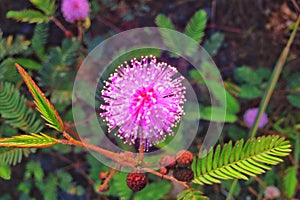 Mimosa Pudica