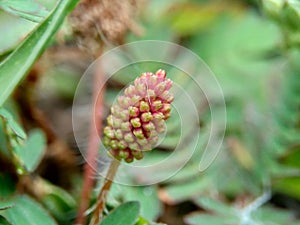 Mimosa pudica, also called sensitive plant, sleepy plant, action plant, touch-me-not, shameplant, zombie plant, bashful mimosa, he