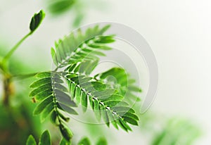 Mimosa pudica, also called sensitive plant, sleepy plant, action plant