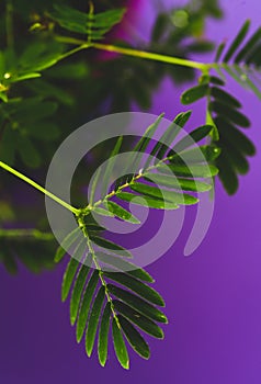 Mimosa pudica, also called sensitive plant, sleepy plant, action plant