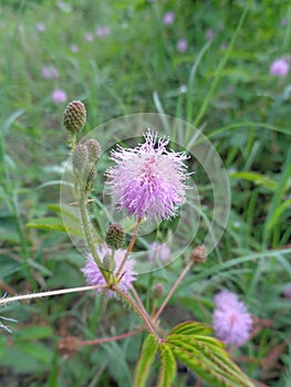 Mimosa pudica, also called sensitive plant, sleepy plant, action plant, touch-me-not, shameplant, zombie plant.