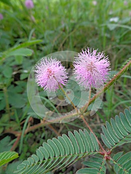 Mimosa pudica, also called sensitive plant, sleepy plant, action plant, touch-me-not, shameplant, zombie plant.