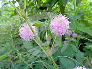 Mimosa pudica, also called sensitive plant, sleepy plant, action plant, touch-me-not, shameplant, zombie plant.