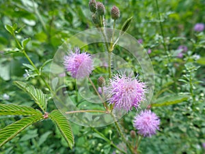 Mimosa pudica, also called sensitive plant, sleepy plant, action plant, touch-me-not, shameplant, zombie plant.