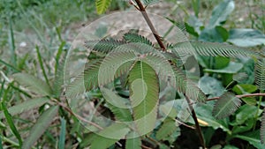 Mimosa pudica, also called sensitive plant, sleepy plant, action plant, touch-me-not, shameplant, zombie plant, bashful mimosa