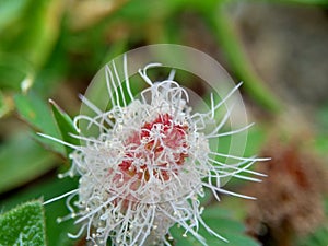 Mimosa pudica, also called sensitive plant, sleepy plant, action plant, touch-me-not, shameplant, zombie plant, bashful mimosa, he