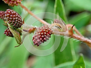 Mimosa pudica, also called sensitive plant, sleepy plant, action plant, touch-me-not, shameplant, zombie plant, bashful mimosa, he