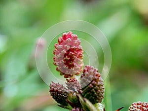 Mimosa pudica, also called sensitive plant, sleepy plant, action plant, touch-me-not, shameplant, zombie plant, bashful mimosa, he