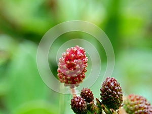 Mimosa pudica, also called sensitive plant, sleepy plant, action plant, touch-me-not, shameplant, zombie plant, bashful mimosa, he