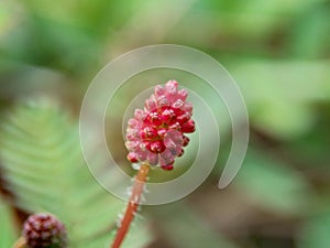 Mimosa pudica, also called sensitive plant, sleepy plant, action plant, touch-me-not, shameplant, zombie plant, bashful mimosa, he