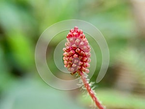 Mimosa pudica, also called sensitive plant, sleepy plant, action plant, touch-me-not, shameplant, zombie plant, bashful mimosa, he