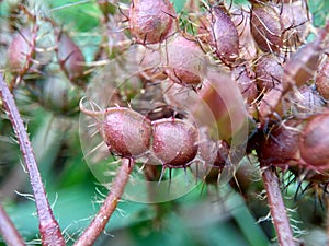 Mimosa pudica, also called sensitive plant, sleepy plant, action plant, touch-me-not, shameplant, zombie plant, bashful mimosa, he