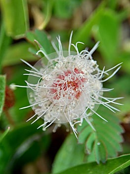Mimosa pudica, also called sensitive plant, sleepy plant, action plant, touch-me-not, shameplant, zombie plant, bashful mimosa, he